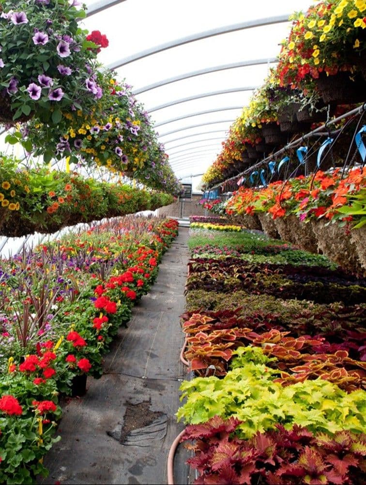 Flowering Plants Display Nursery