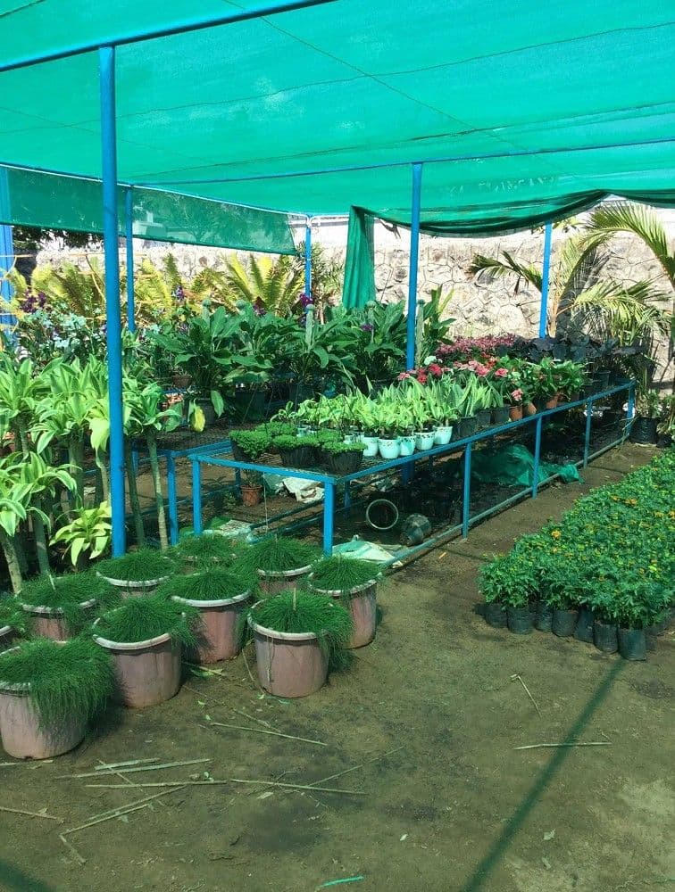 Shaded Greenhouse Plant Collection