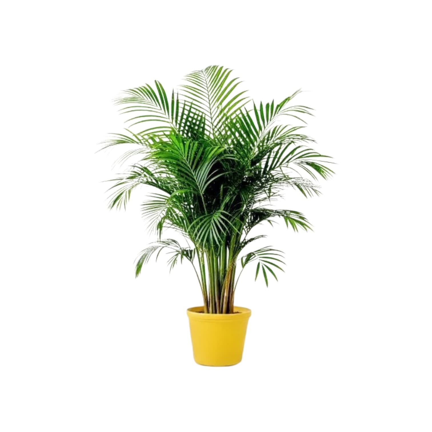 Palm Tree & Other Plants