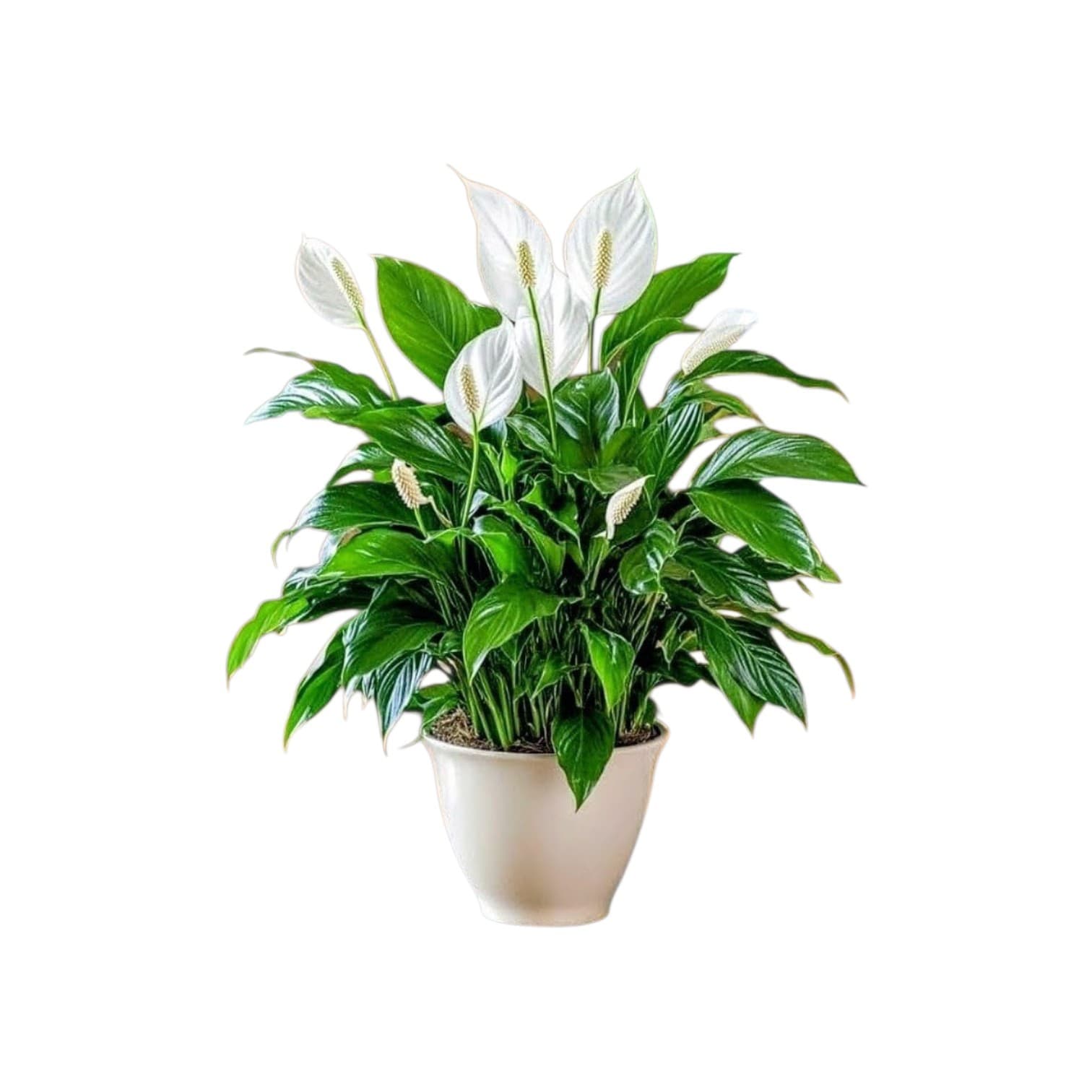 Semi Shade Indoor Plant