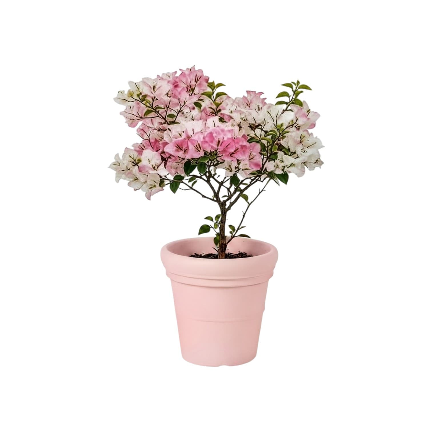 Bougainvillea
