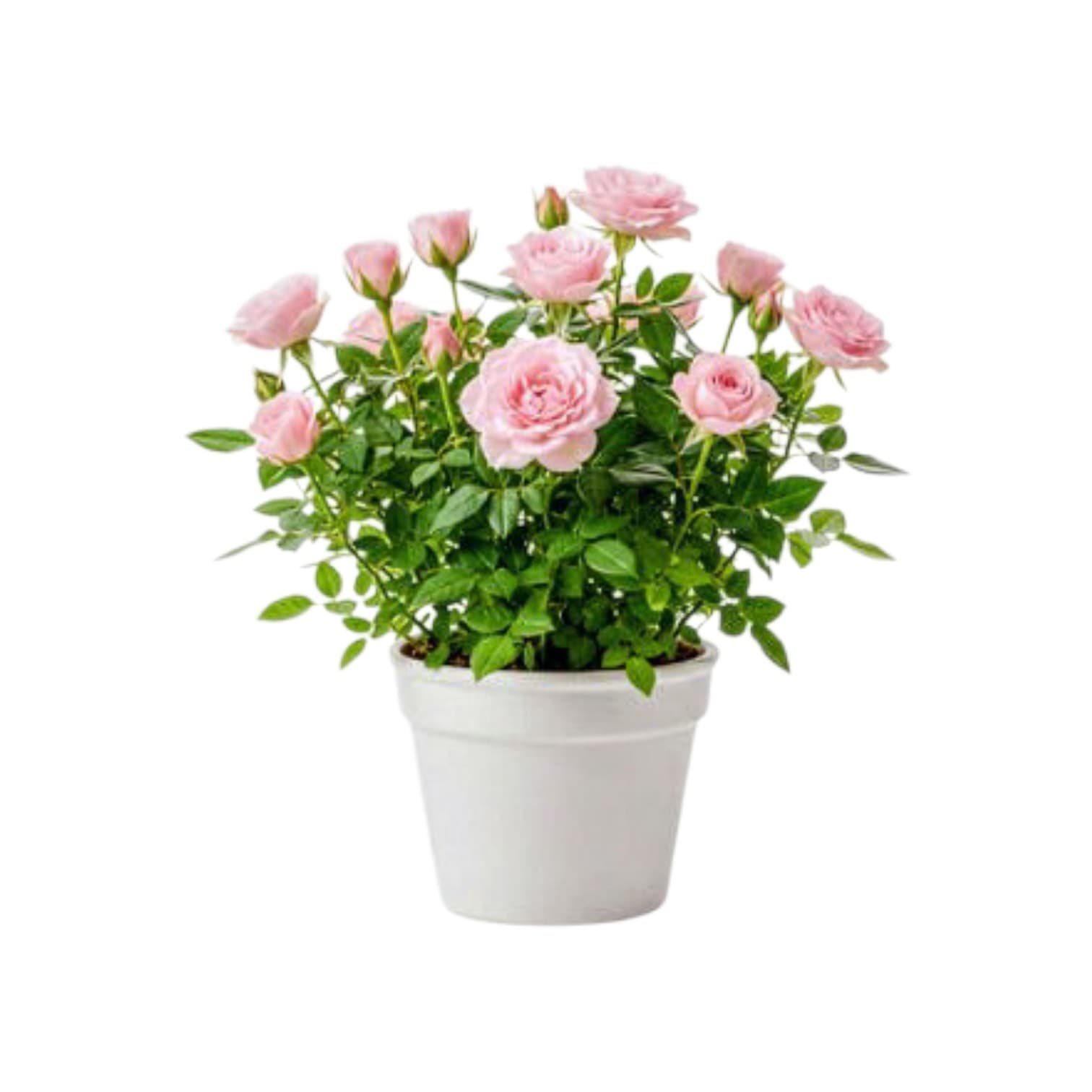 Rose Plant