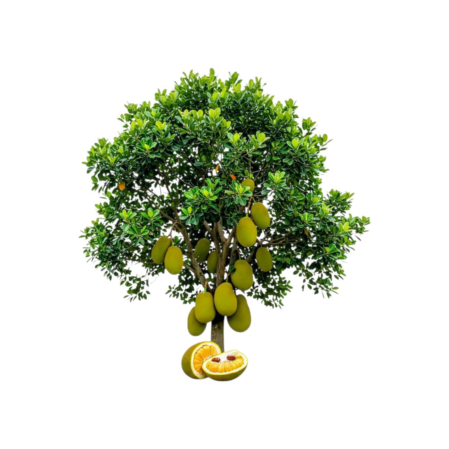 Fruit Plant