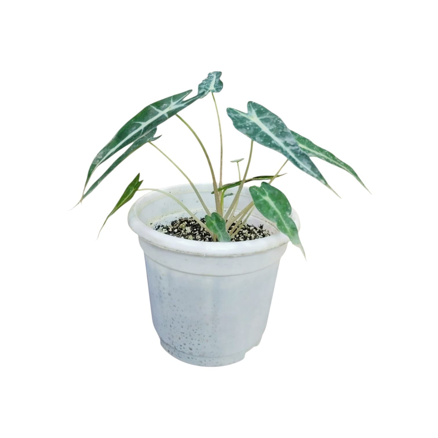 Indoor Plant
