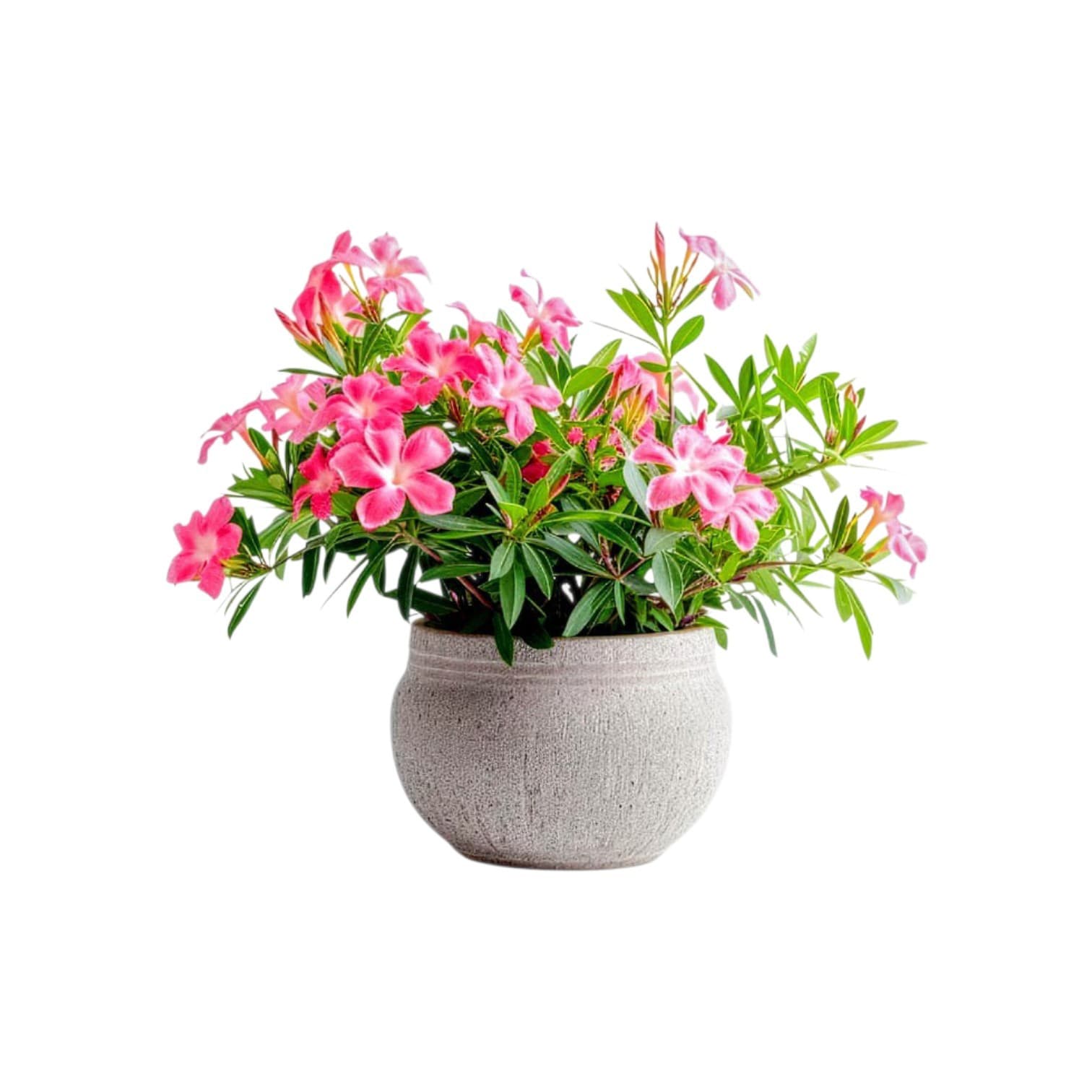 Flower Plant