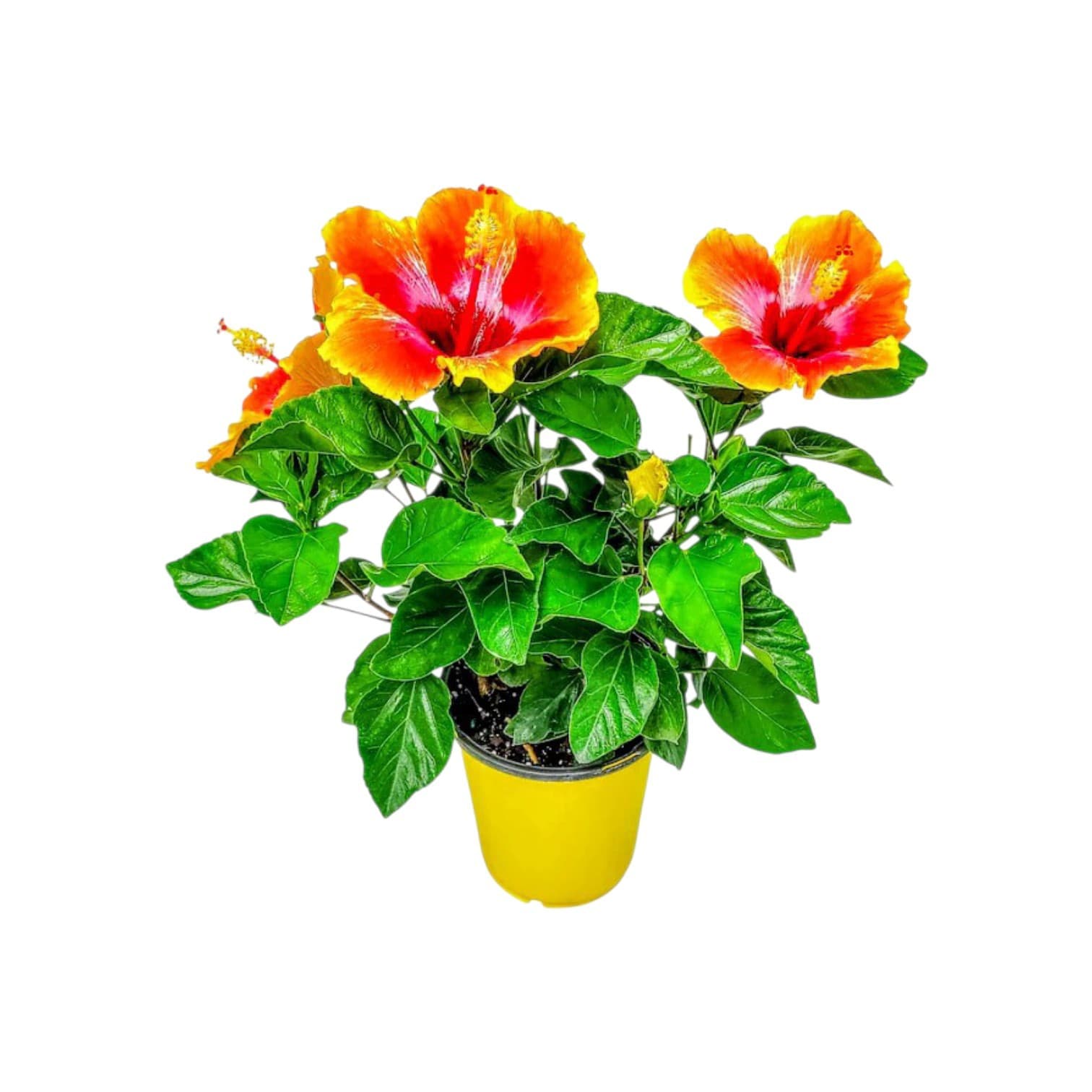 Hibiscus