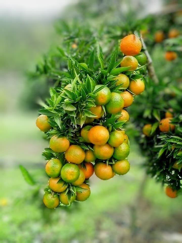 Vietnam Malta Plant