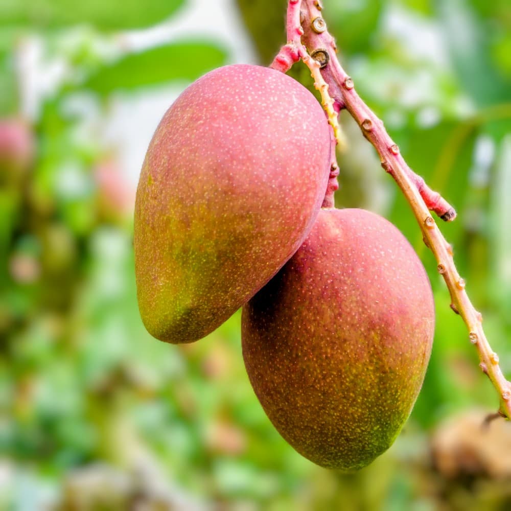 Mallika Mango Plant