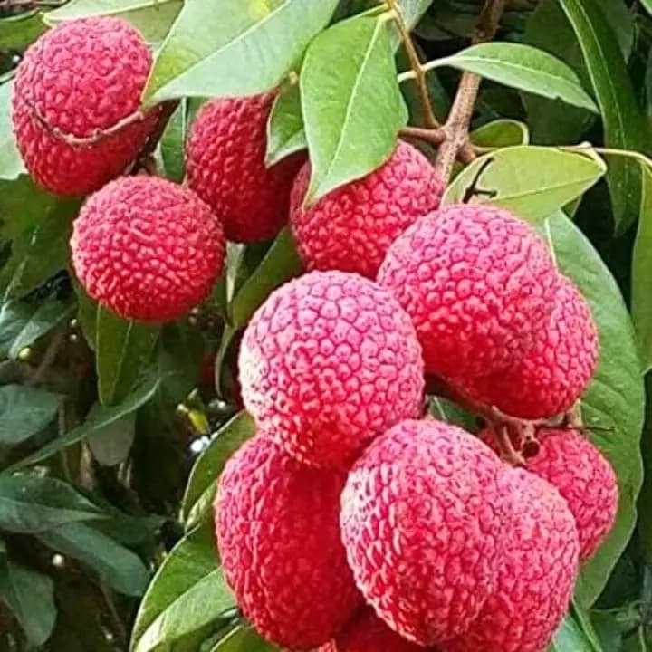 Lichi (Muzaffarpur)
