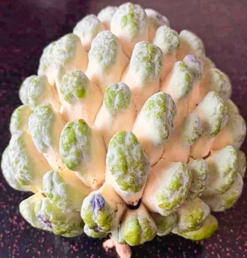 Golden Custard Apple Plant