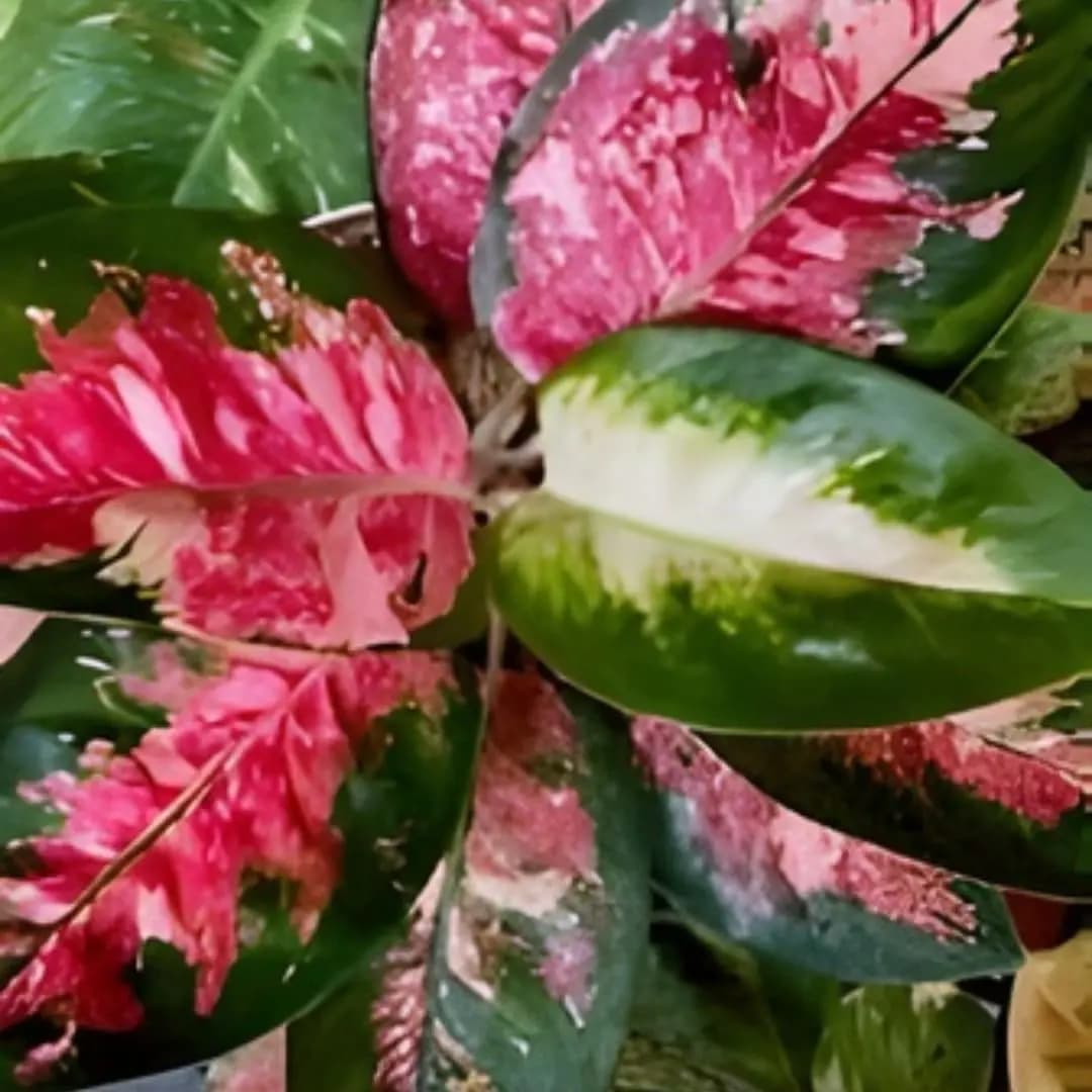 Aglaonema Cochin Tricolour Plant