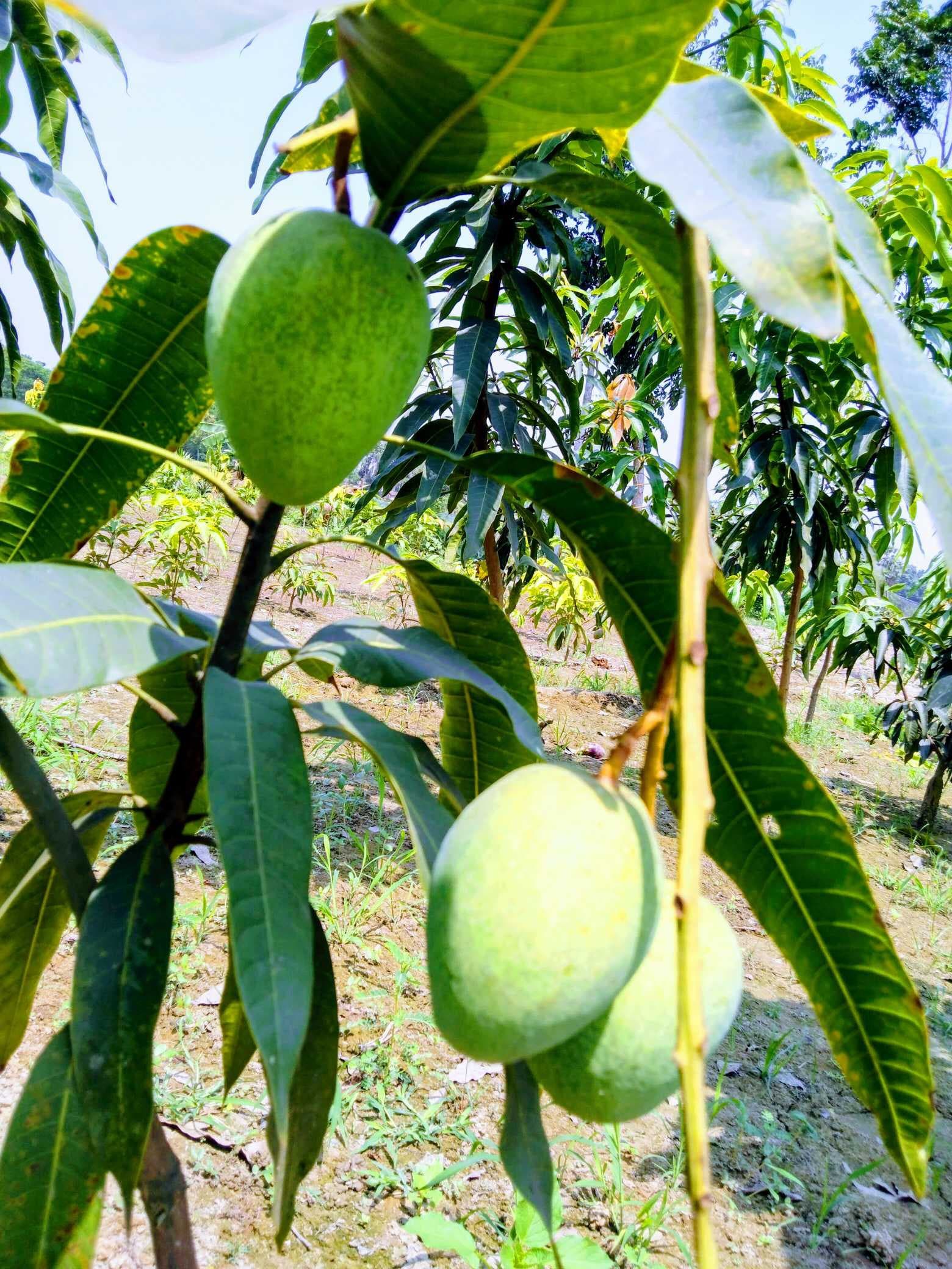 Bari 11 Mango Plant