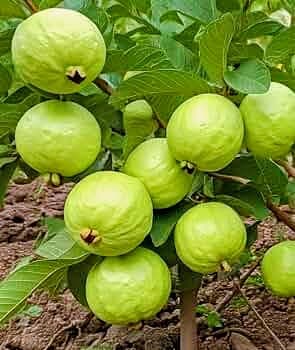 Guava (Baruipur)