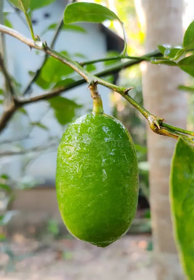 Acid Lime (Gandharaj)
