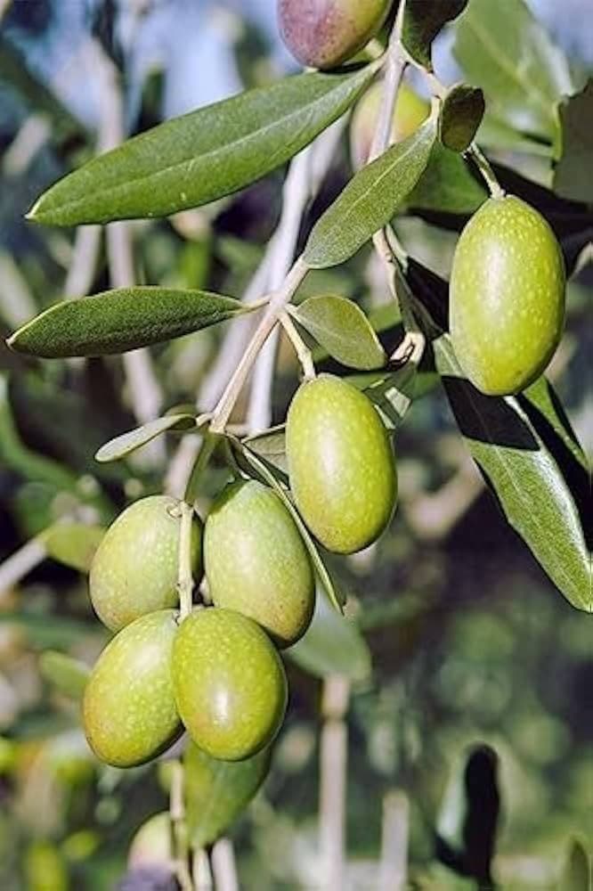 Olive Plant