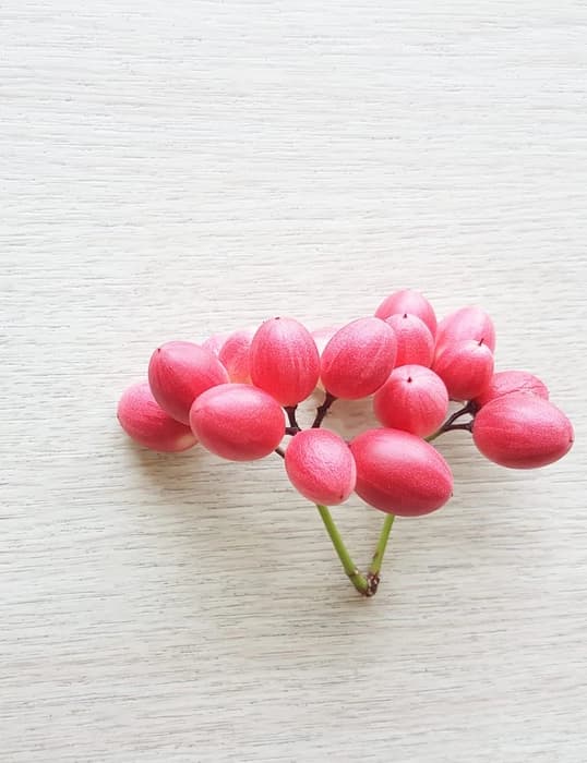 Karonda Plant (Carissa Carandas)