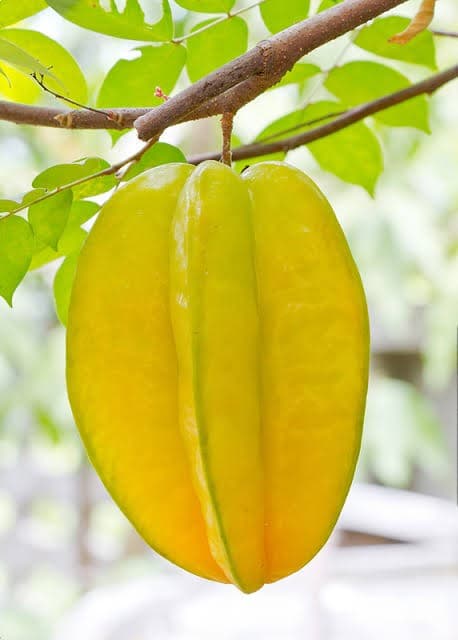 Sweet Star Fruit Plant