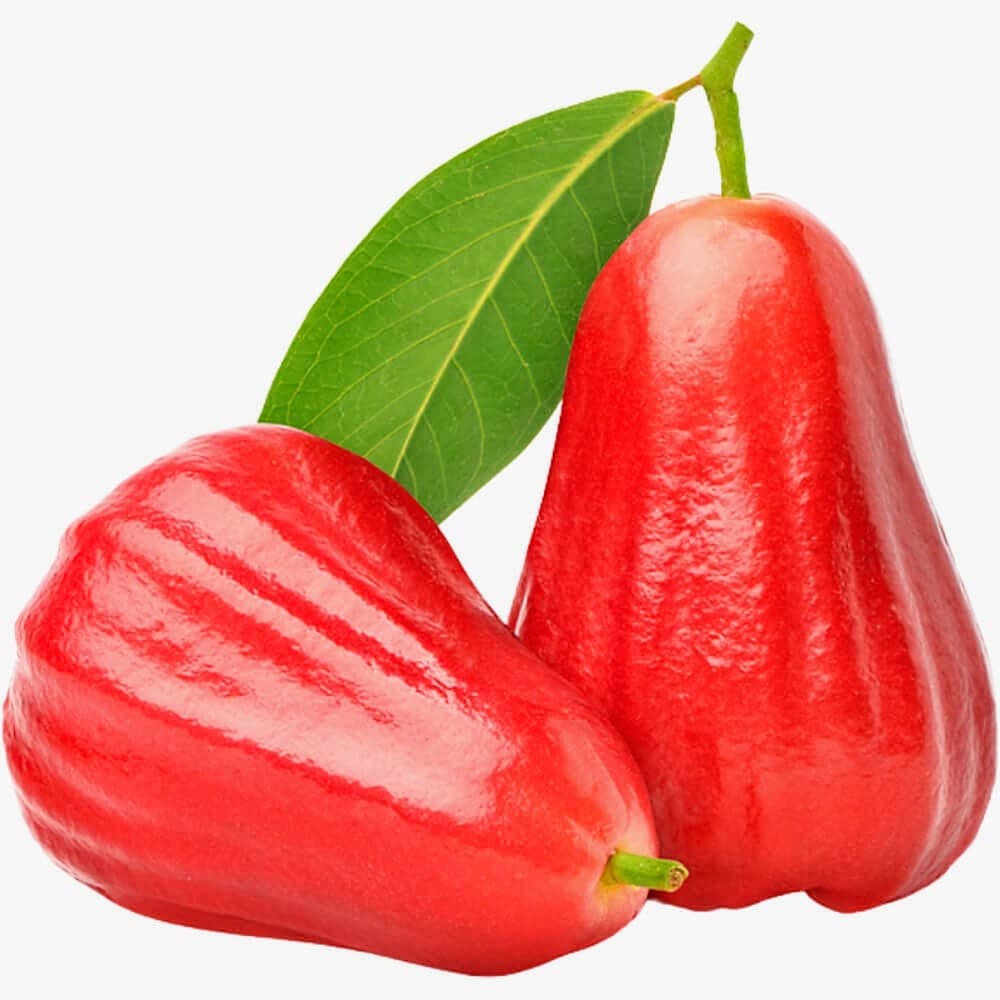 Water Apple Plant (Red)