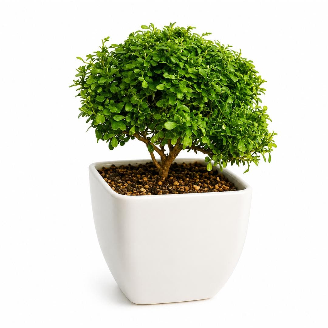 Table Kamini Plant