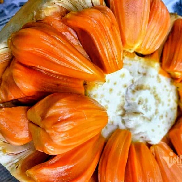 Red Jackfruit Plant