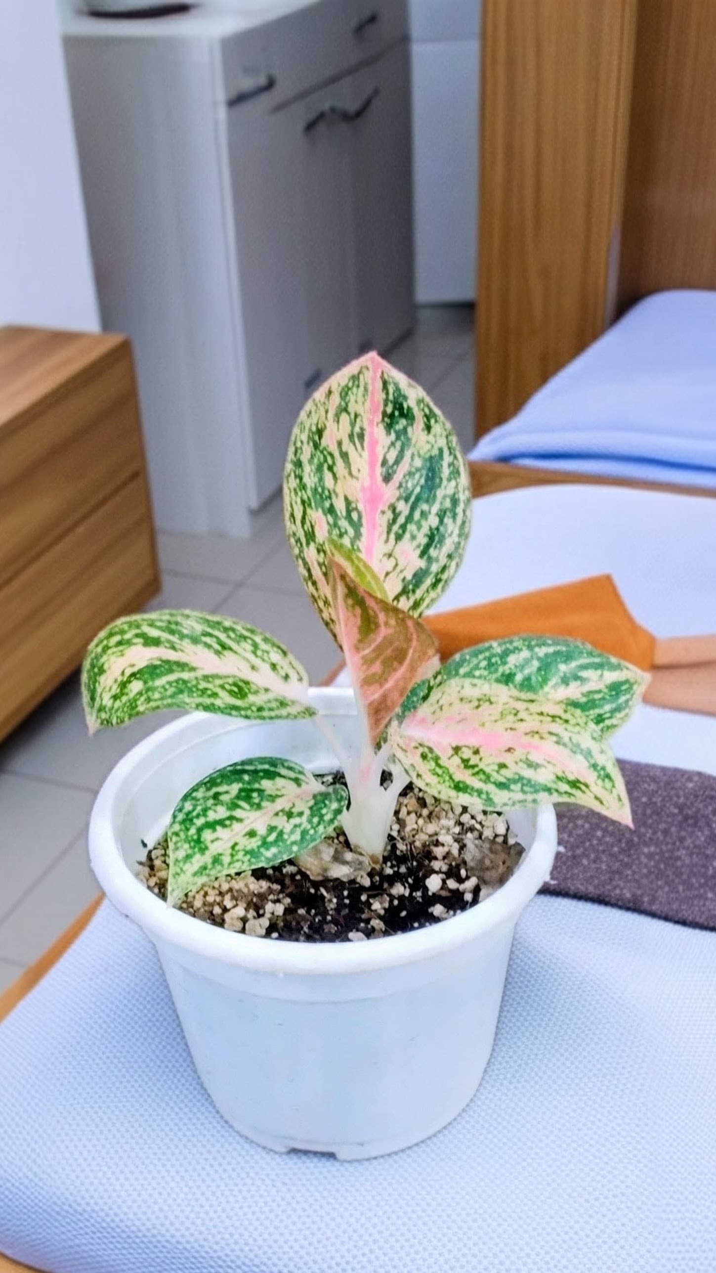 Aglaonema Red Widuri