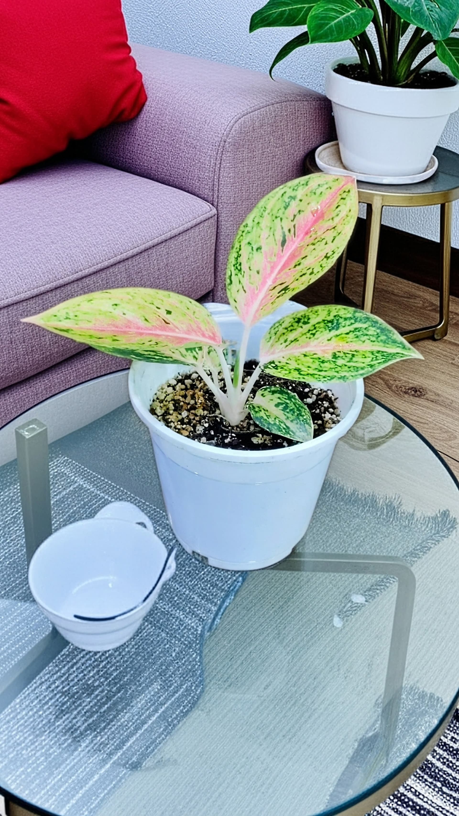 Aglaonema Pink Panama