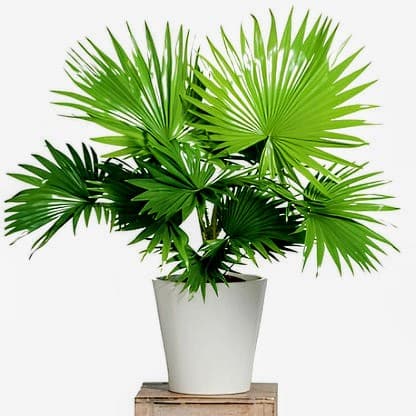 Chinese Palm Tree