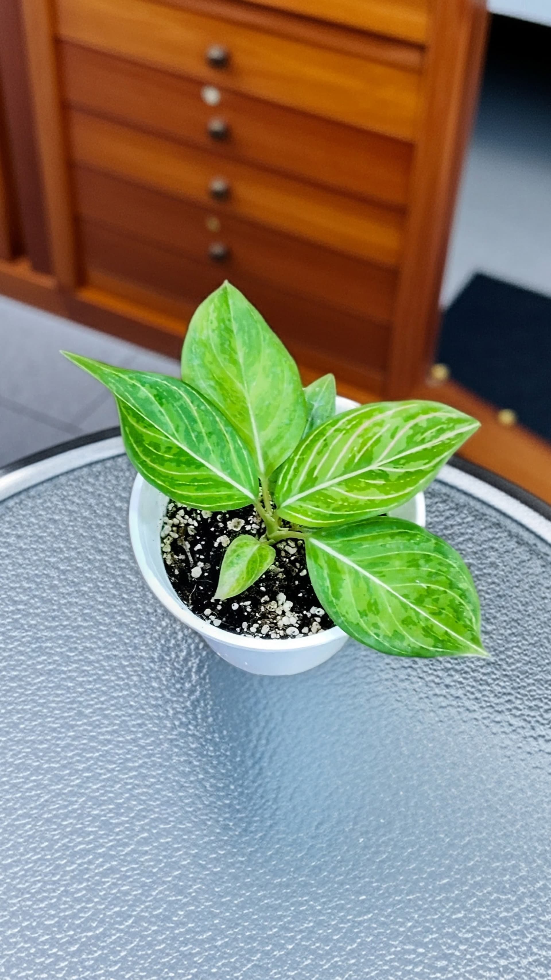 Aglaonema Green Army