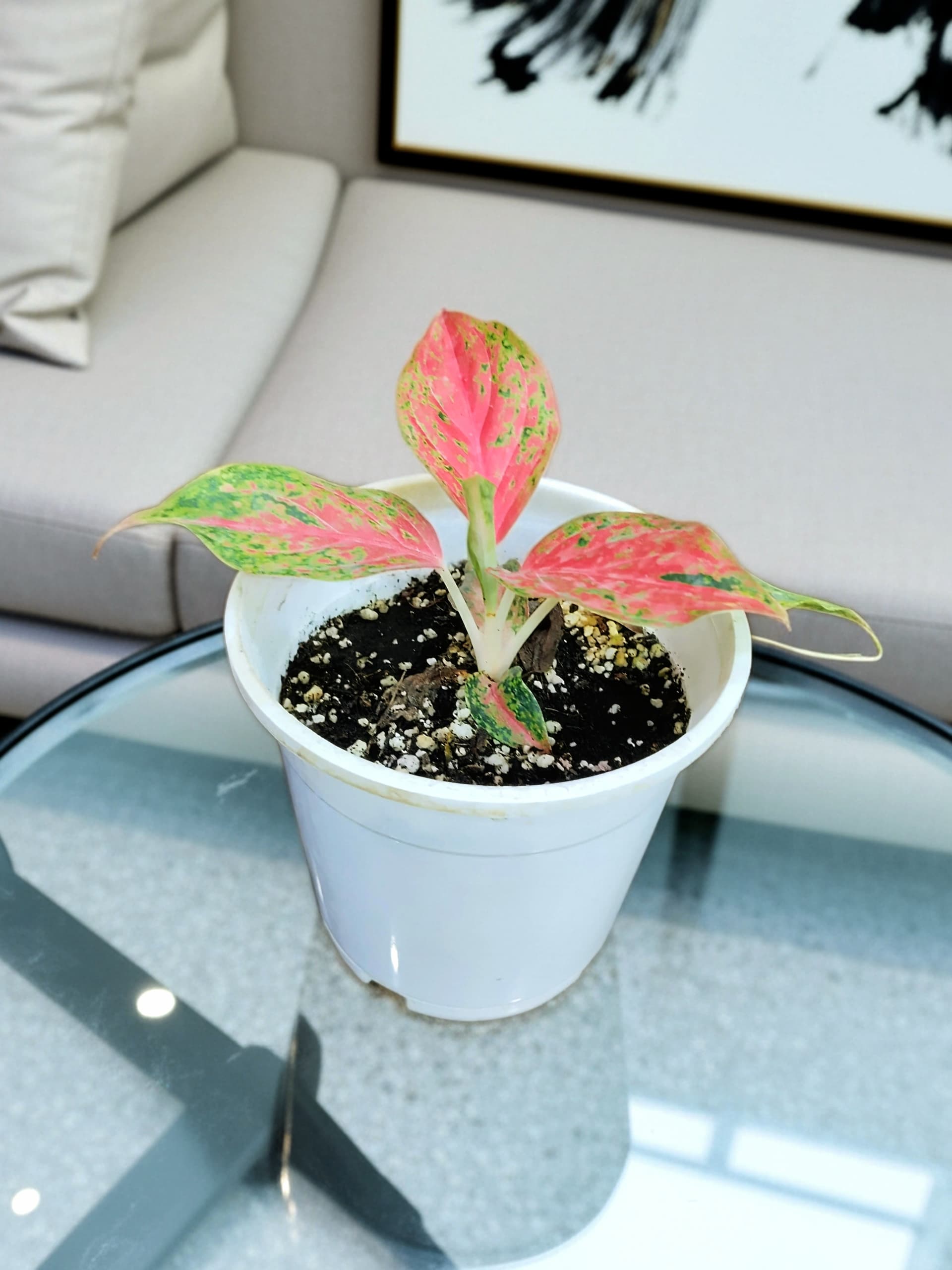 Aglaonema Red Moon