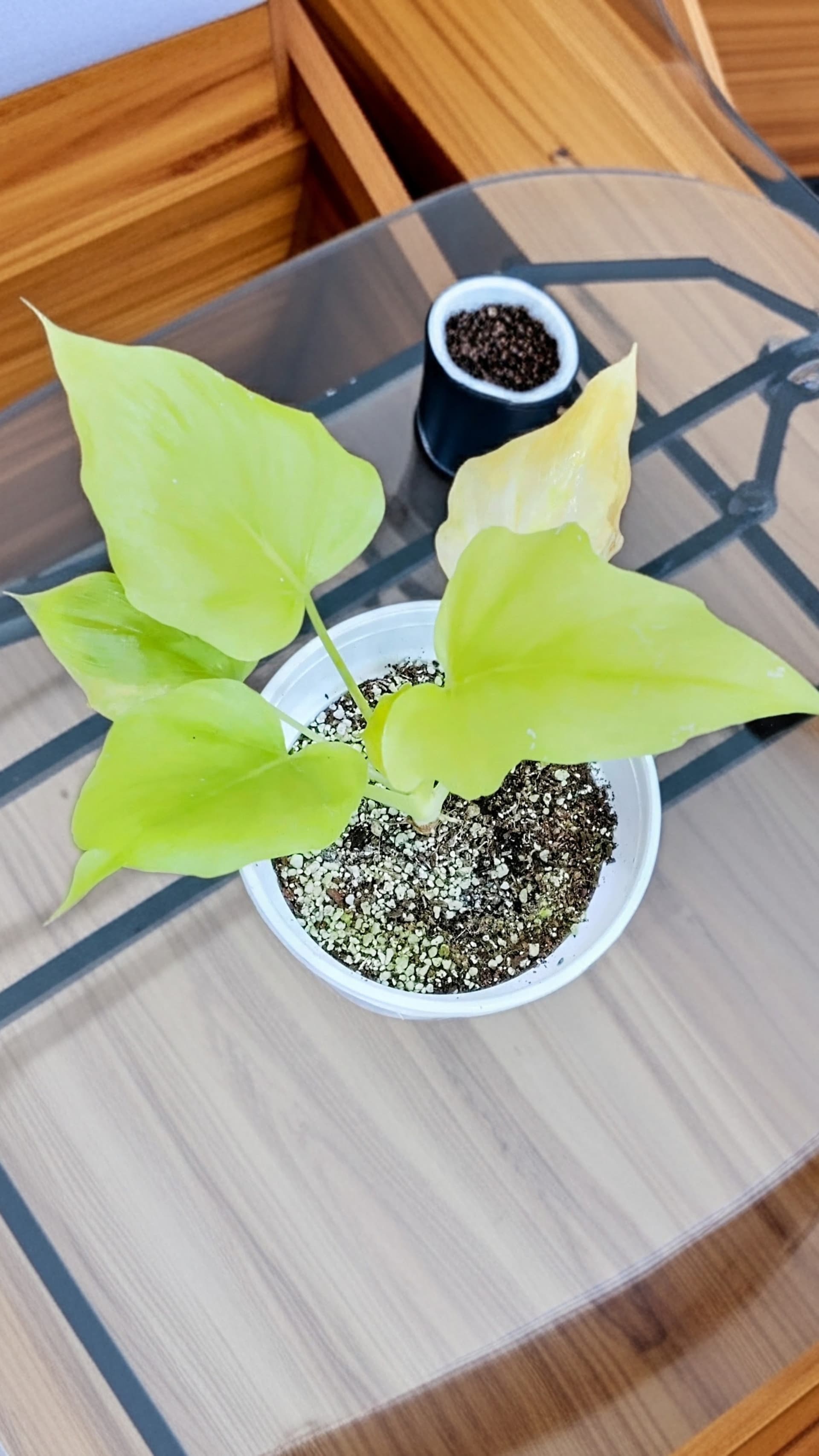 Philodendron Golden Selloum
