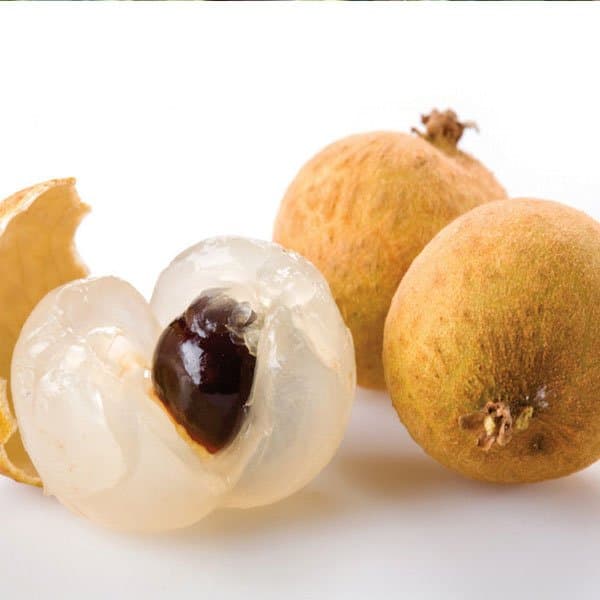 All Time Longan Plant