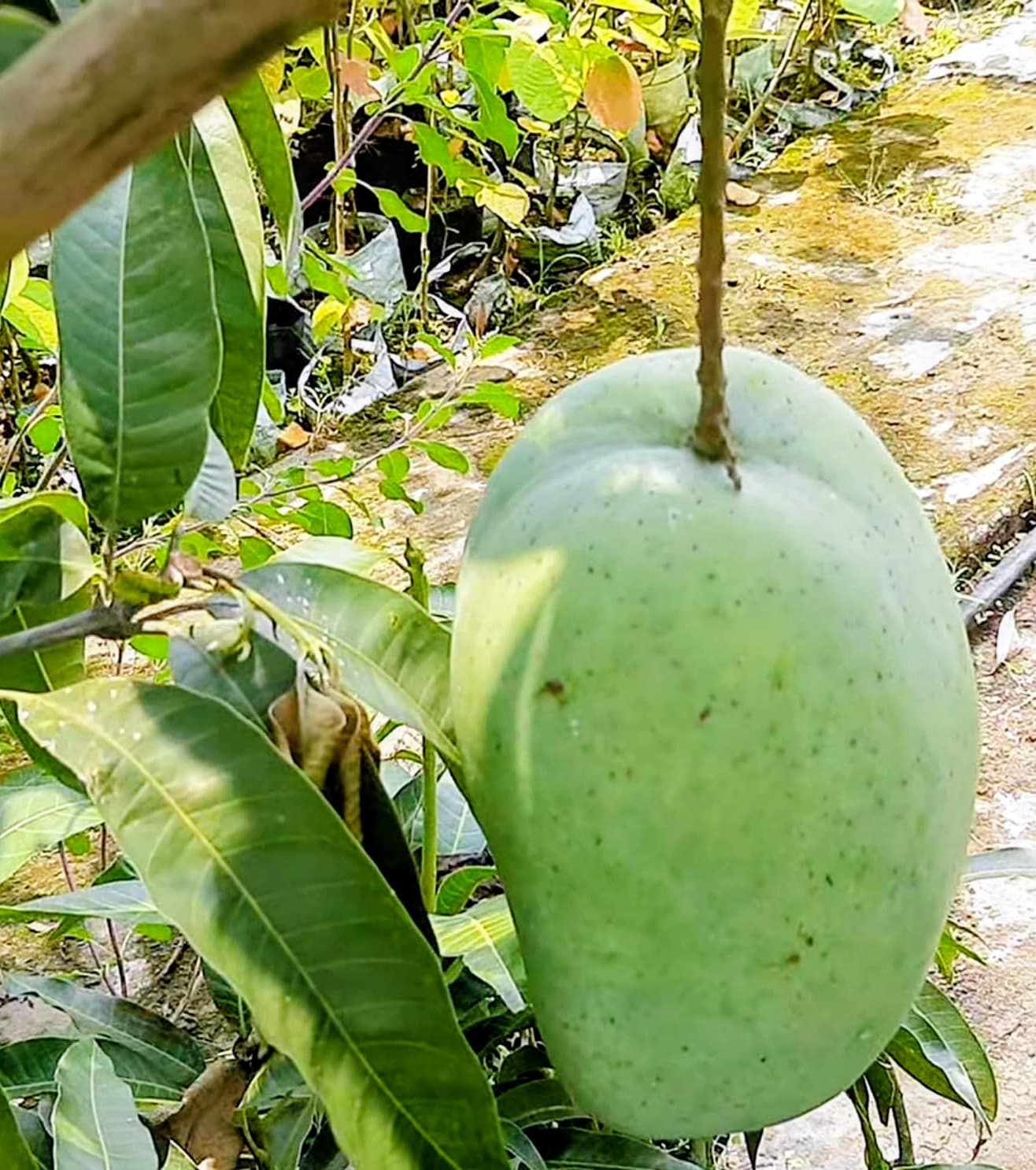 4 Kg Mango Plant