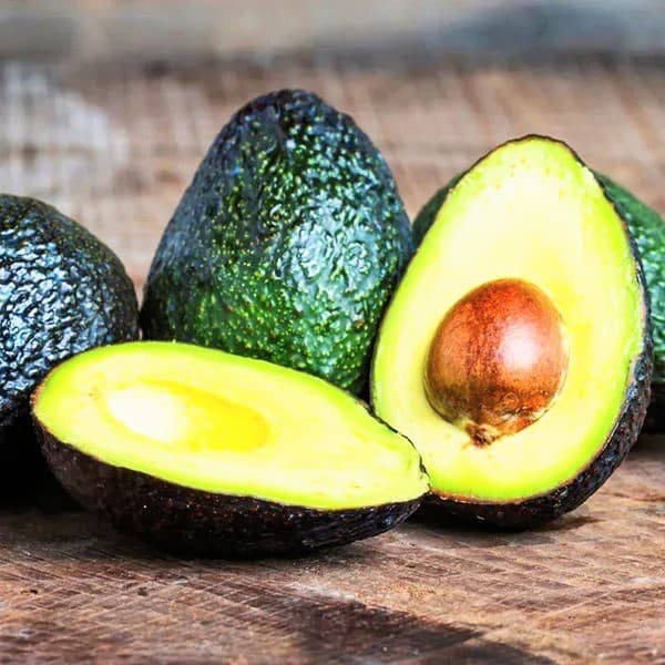 Avocado Plant