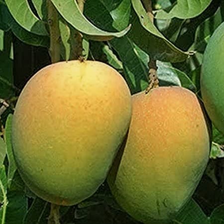 Kanon Bhog Mango Plant
