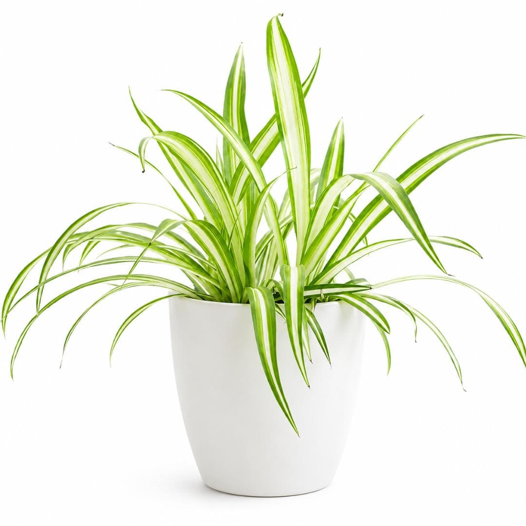 Spider Plant