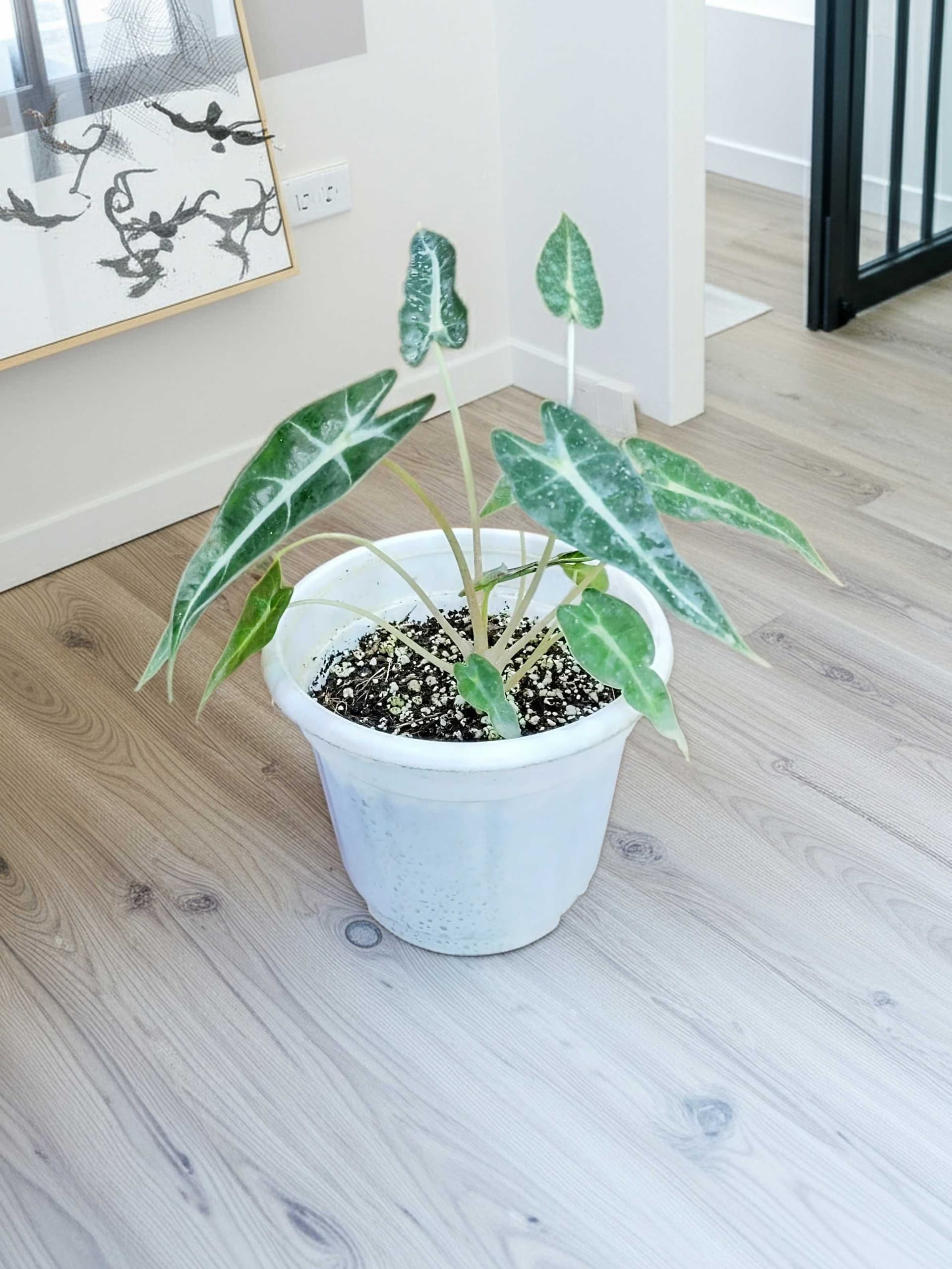 Alocasia Bambino