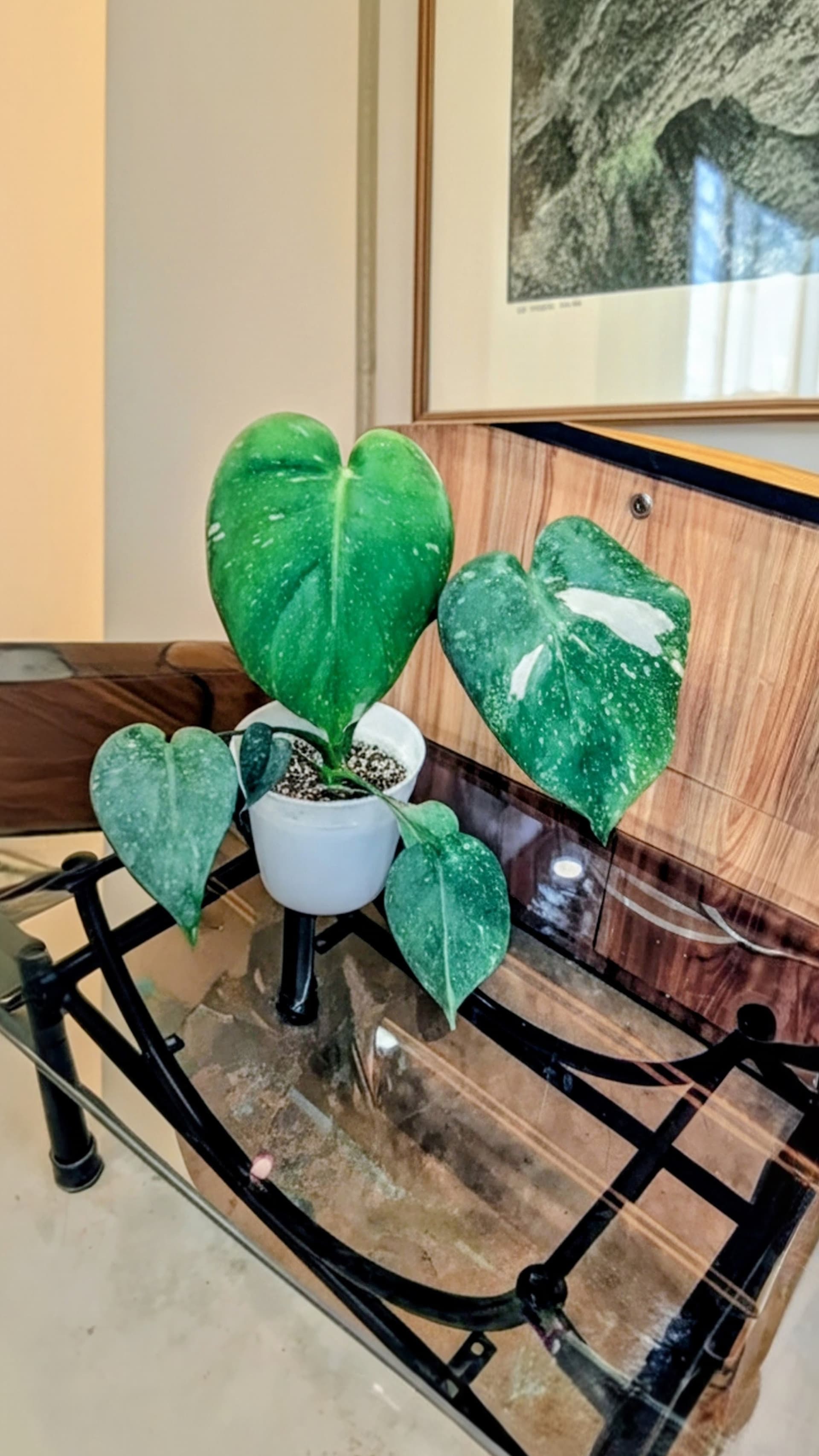 Monstera Thai Constellation Variegated