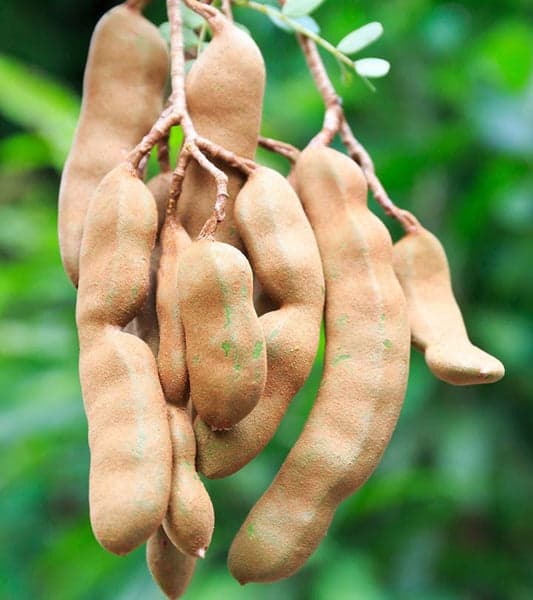 Sweet Tamarind Plant