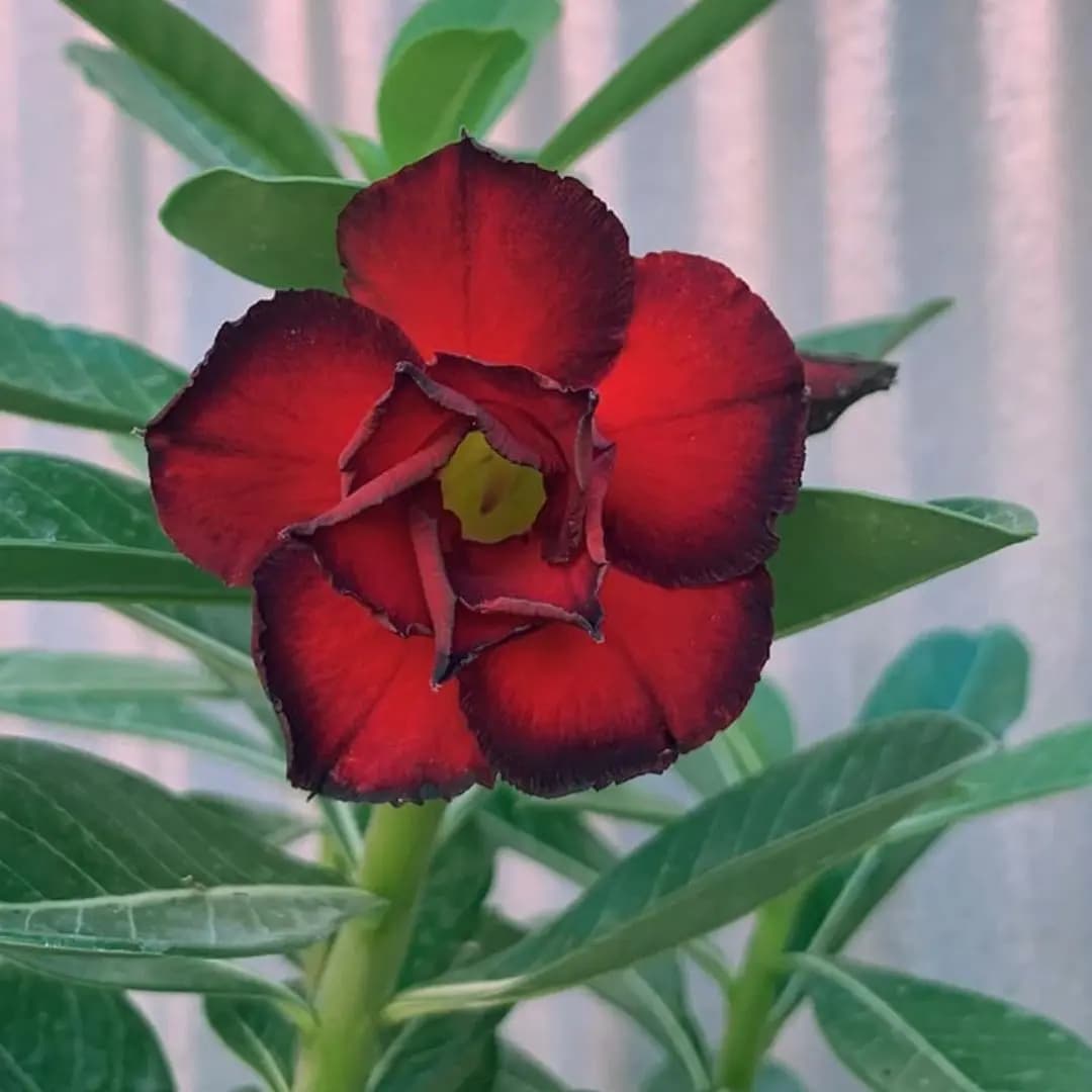 Red Adenium Plant