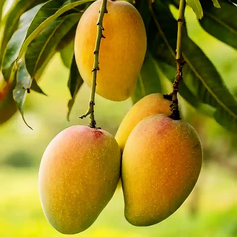 Chousa Mango Plant