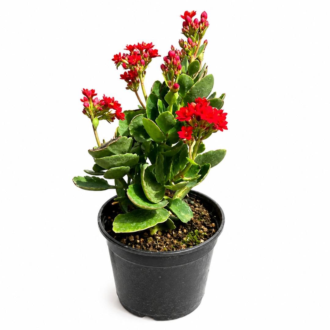 Kalanchoe Plant