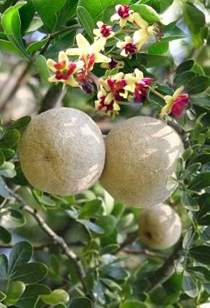 Wood Apple Plant