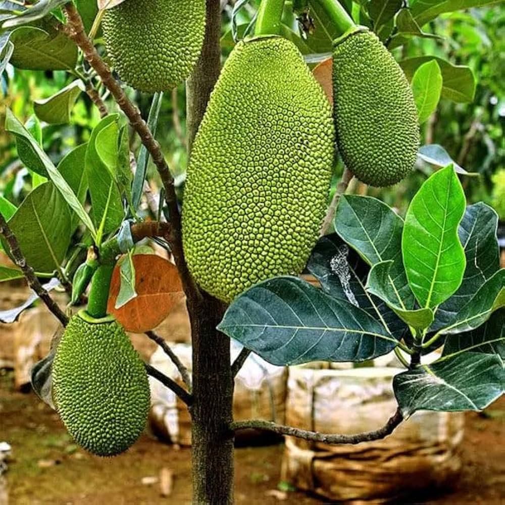All Time Jackfruit Plant