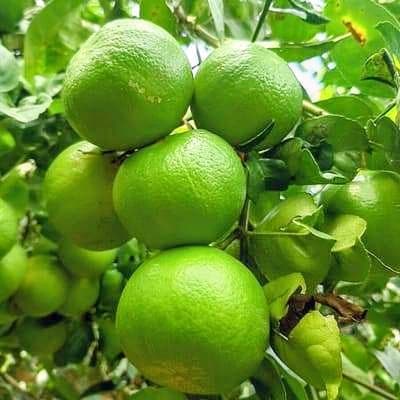 Acid Lime (Hybrid Pati)