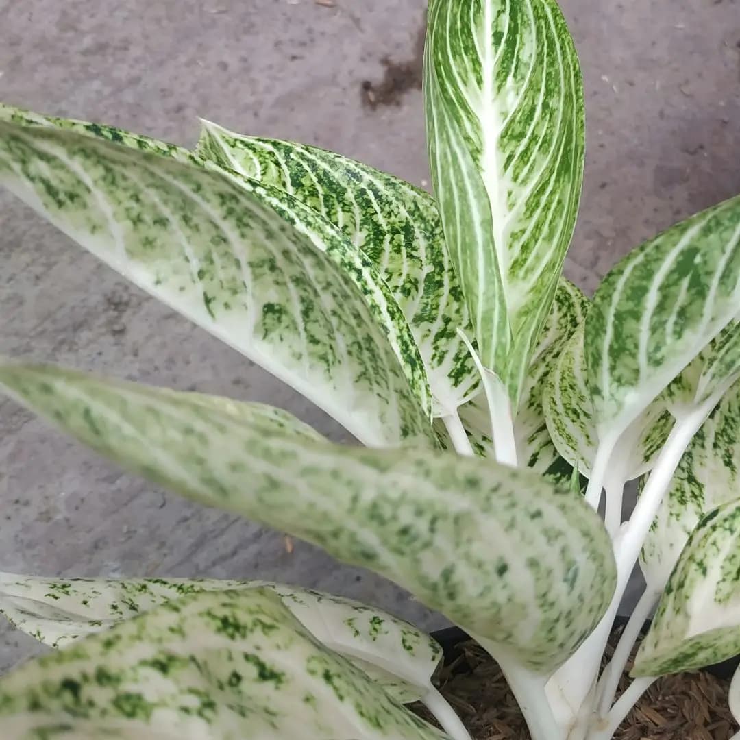 Aglaonema White Legacy Plant