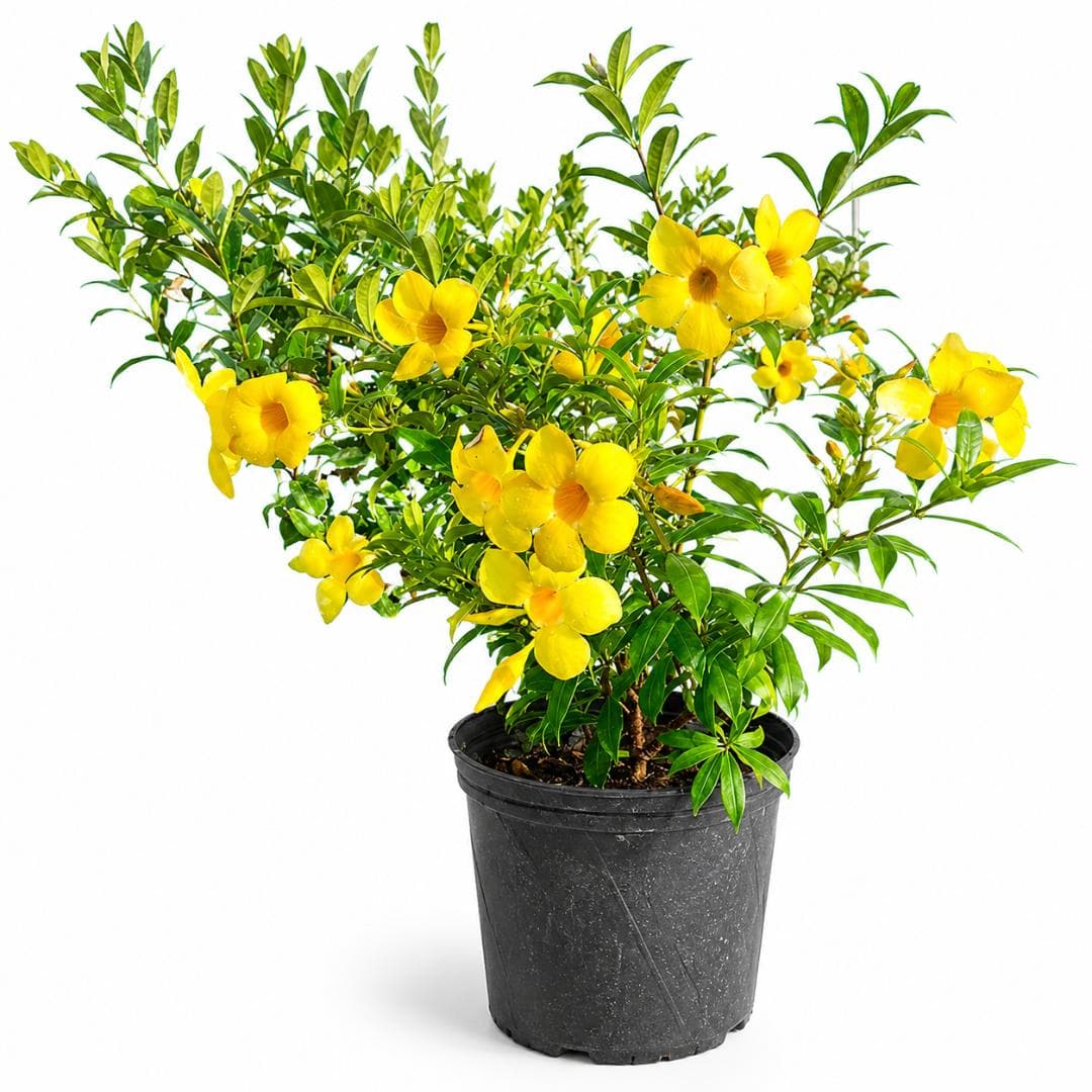 Allamanda Plant