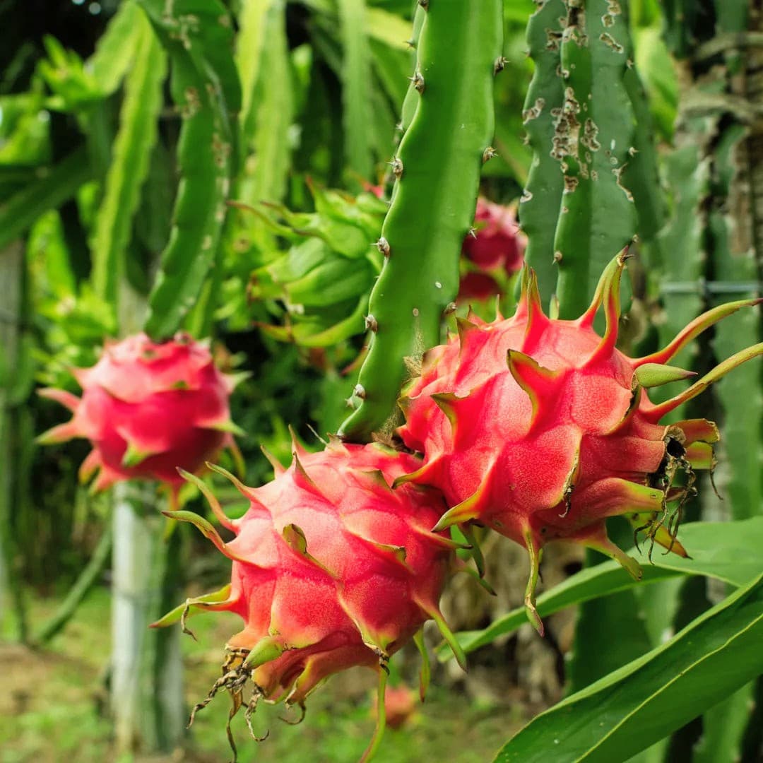 Dragon Fruit (Pink Flesh)