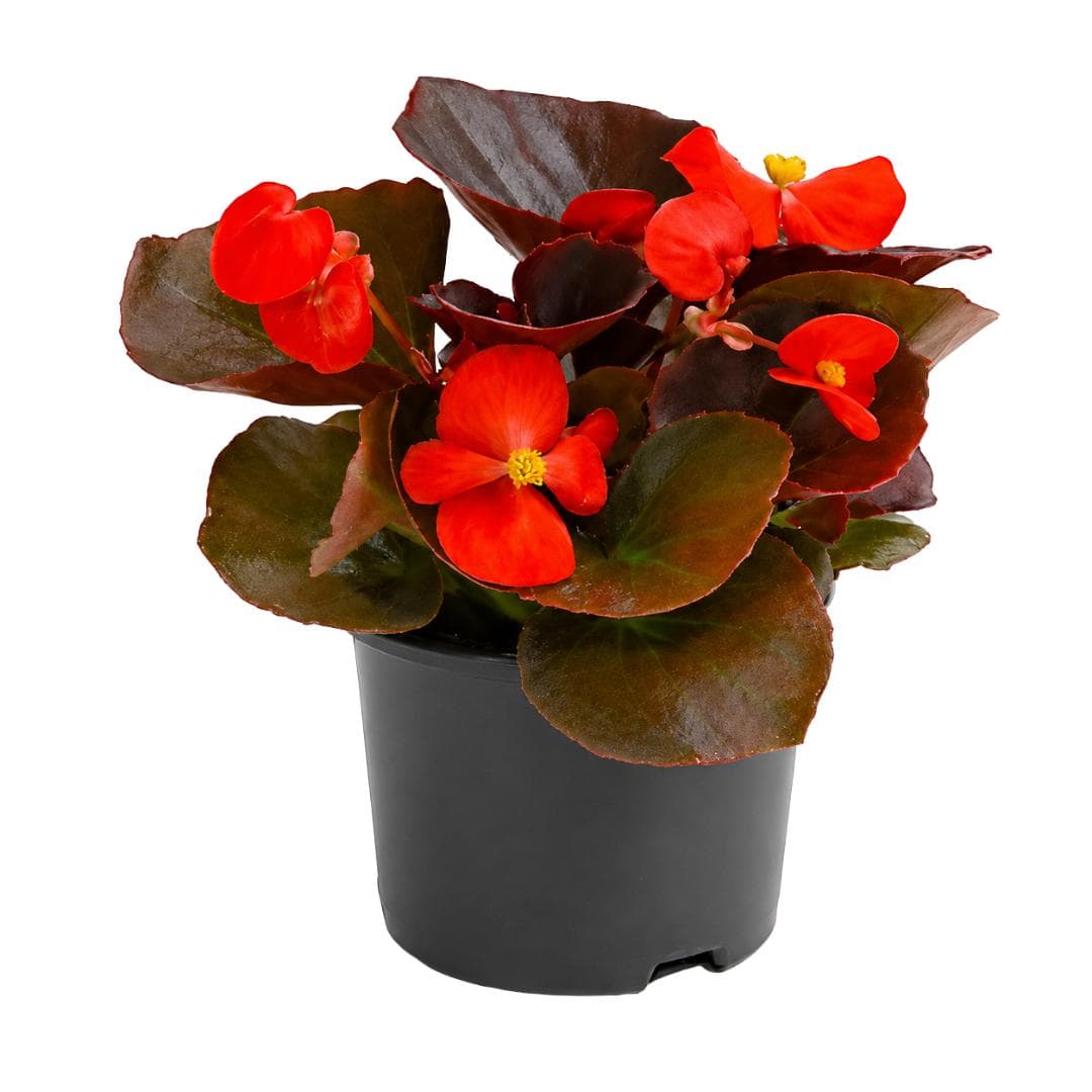 Begonia Plant