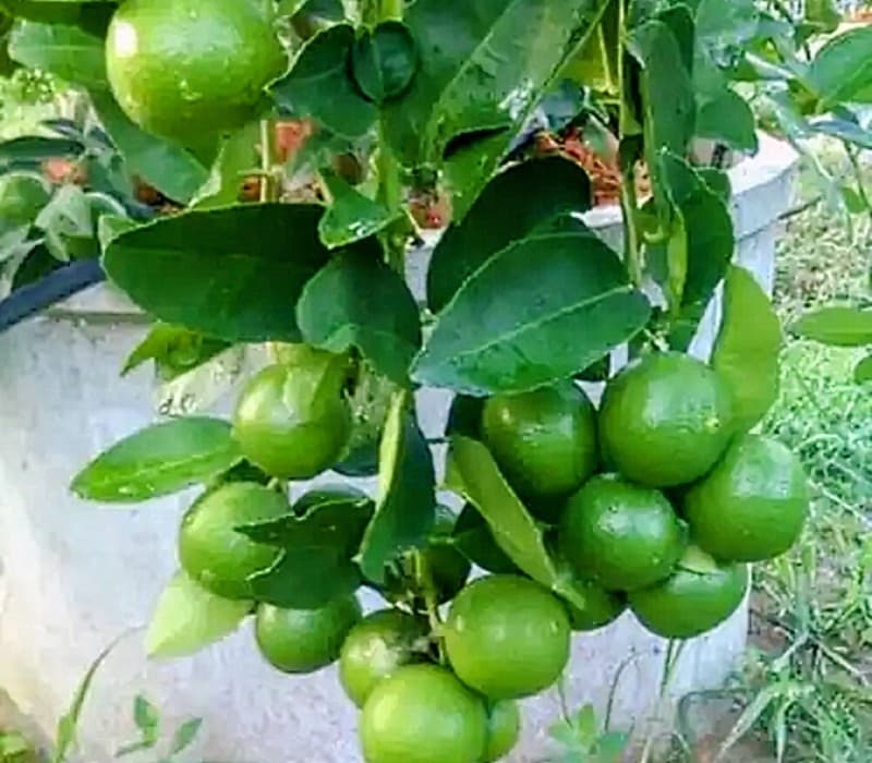 Acid Lime (Kolkata Pati)