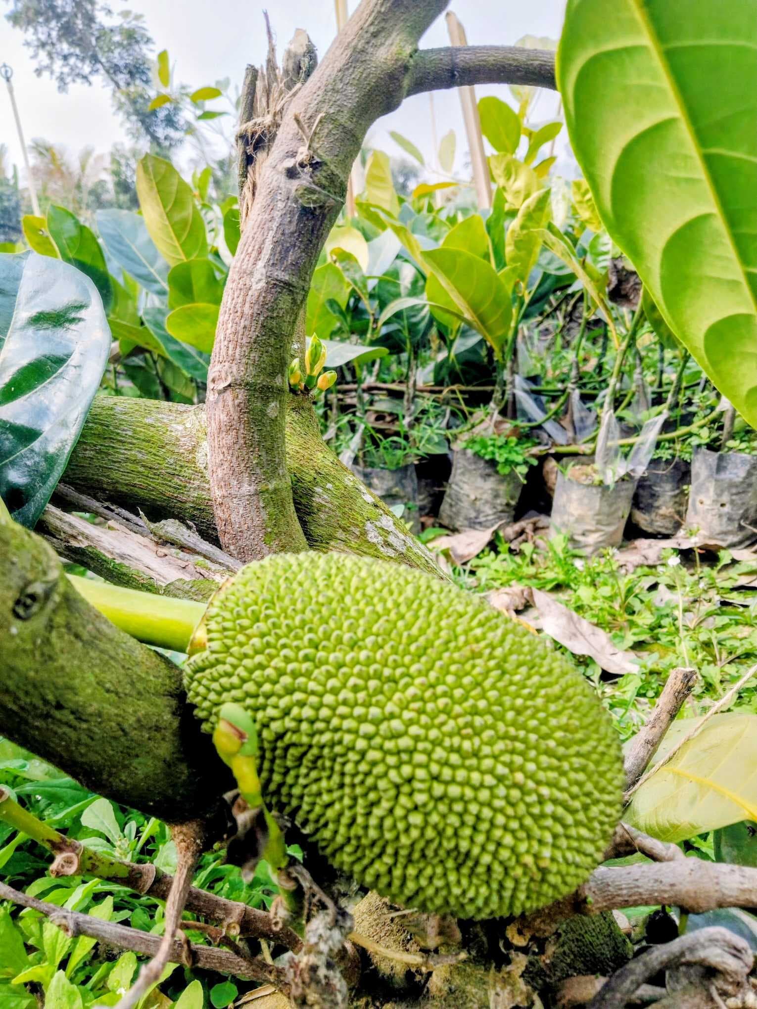 Pink Jackfruit Plant
